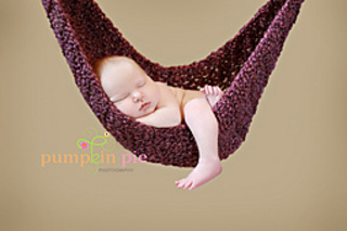 Plum_hammock_pumpkin_pie_small2