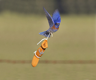 Blue_bird__centered_432_small2