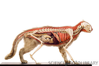 Z9340563-cat_anatomy-spl_small2