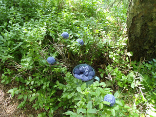 Stanascrittersetc_blueberries_small2
