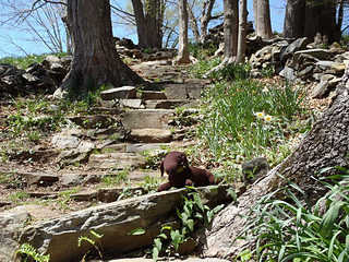 Stanascrittersetc_jelly_the_dachshund_5_small2