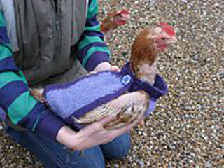 Rescuedhen_small2