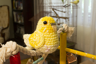 Yellow_baby_budgie__1280x853_small2