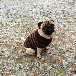 pug jumper knitting pattern ravelry pug sweater pattern by angelcatkins elizabeth watkins designs pug jumper knitting pattern ravelry pug sweater pattern by angelcatkins elizabeth watkins designs