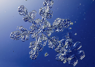 Snowflake_485_small2