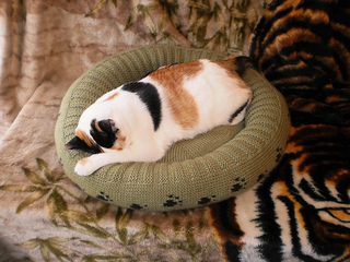 Dog_cat_bed_shiri_designs_02_11_arial_small2