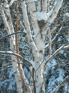 Robin_nest_6_small2