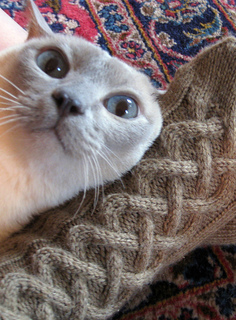 Cat_cables_small2