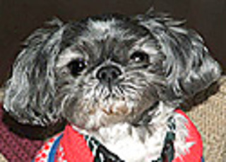 Magnoliadog_small2