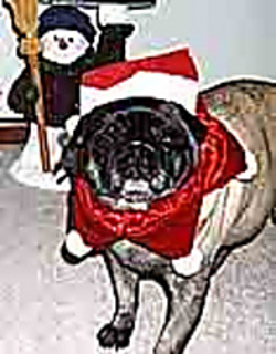 Rubydog_small2