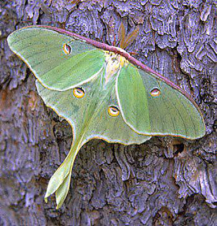 Mothluna_small2