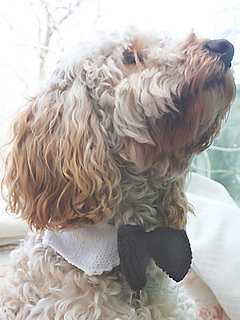 Knit-dog-bow-tie_small2