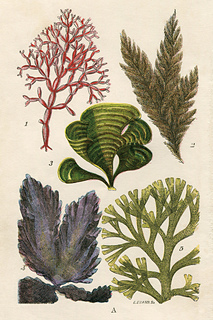 Dream_in_color_print_small2
