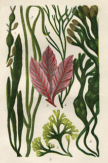 Sweet_georgia_print_small2