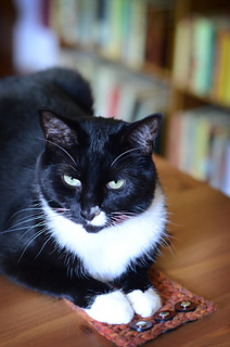 Trey_kitten_small_small2