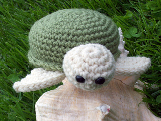 1_turtle_small2
