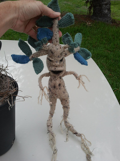 Mandrake_small2