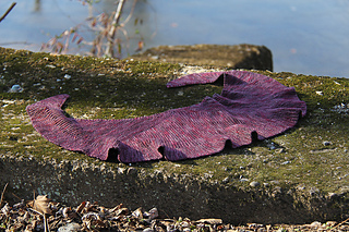 Rufflebye_the_river041_small2