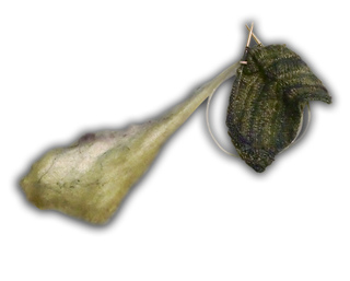 Tuft-attached_small2