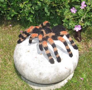 My_pet_tarantula1_small2