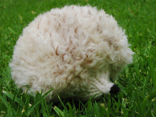 Hedgehog3_small2