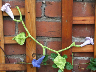 Morning_glory1_small2