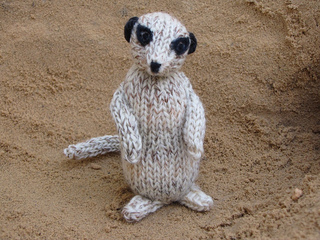 Meerkat_photos_0221_small2