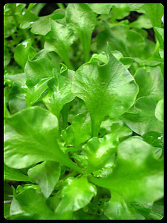 Watercress1_small2