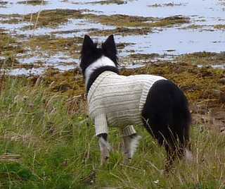 Sea_dog_gansey02_small2