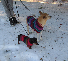 Dogs14_small