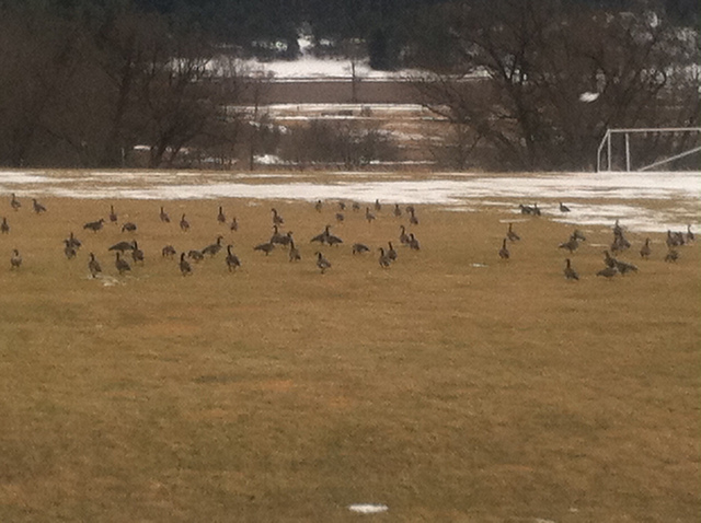 Yay, geese!
