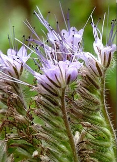 Phacelia_tanacetifolia1__small2