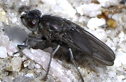 Flybrine22211c_medium
