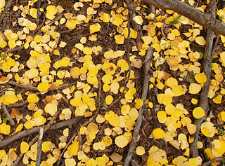 Golden-aspen-leaves-on-the-ground_detail_small2