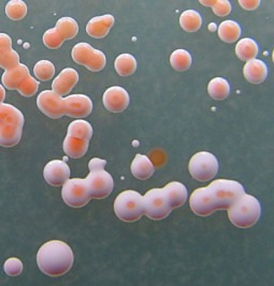 Haloarchaea__small2