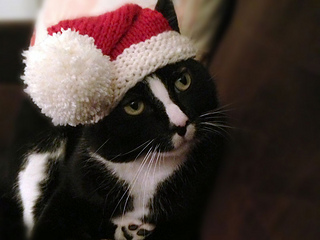 Santa-claws-1_small2