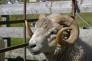 Ram-buddy_small2
