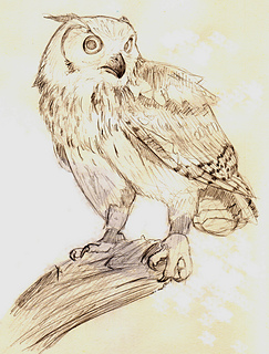 Hibou_small2