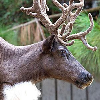 Reindeer_thumb_small2