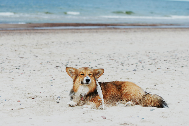 DSC_7659_medium2.JPG