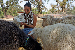 Rachelscarfgoatsdsc00319_small2