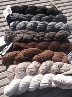 Llama_colors_small2