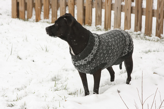 Snow2009-5_small2