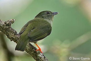 Manakin-casse-nois5_small2