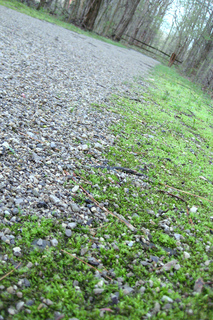 Mossy_path_small2