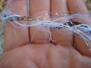 Cactus_yarn_024_small2