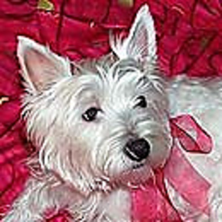 Katydog_small2