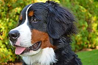 Hopedog_small2