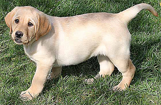Sunnydog_small2