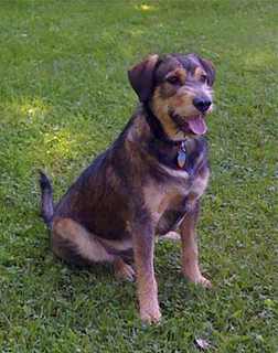 Joydog_copy_small2